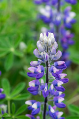 Closeup of typical Icelandic violet blooming flower (Lupin)