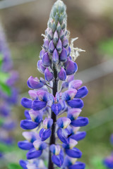Closeup of typical Icelandic violet blooming flower (Lupin)