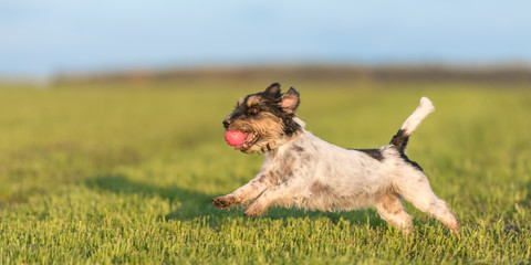 Dog with ball in his mouth is running across the meadow against a blue sky as background. Small...