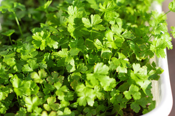 Fresh parsley growing in a pot on the window