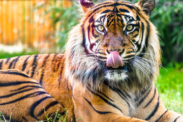 Bengal tiger looking at the camera. Front view of panthera tigris in zoo. Animals predatory.