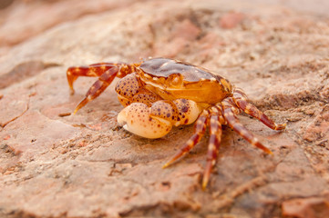 beautiful small brown-yellow crab on a stone near the sea