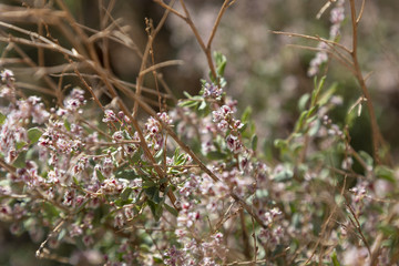 Plant with white-purple flowers and dry branches on dry red desert soil