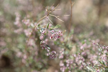 Plant with white-purple flowers and dry branches on dry red desert soil