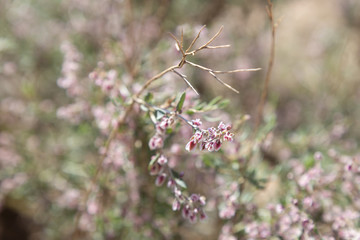 Plant with white-purple flowers and dry branches on dry red desert soil