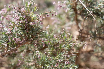 Plant with white-purple flowers and dry branches on dry red desert soil