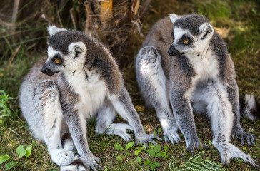 Couple of lemurs sit on the grass.