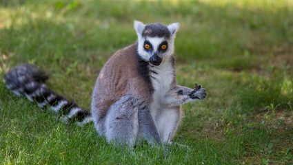 Lemur isolated sits on the grass.