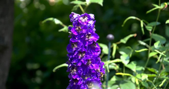 Bee filmed in super slowmotion, purple flower. Filmed in 120fps Cinema 4K DCI RAW with sony fs700+external recorder