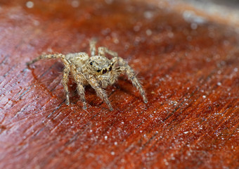 Macro Photo of Jumping Spider Isolated on Wooden Background