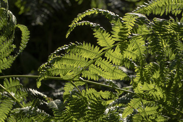 Forest with ferns