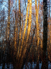 Fototapeta premium morning in the Park in winter