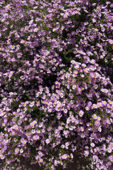 Lots of pinkish violet flowers of Michaelmas daisies