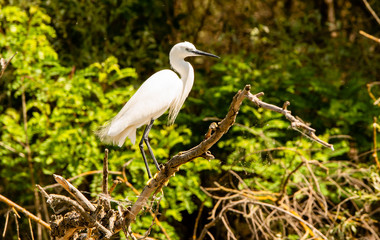 Romania, Danube Delta: Great Egret