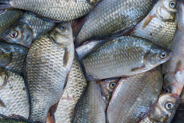 Freshly caught river fish. Good catch - river crucians.