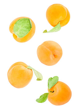 apricots with leaves flying in the air isolated on white with clipping path