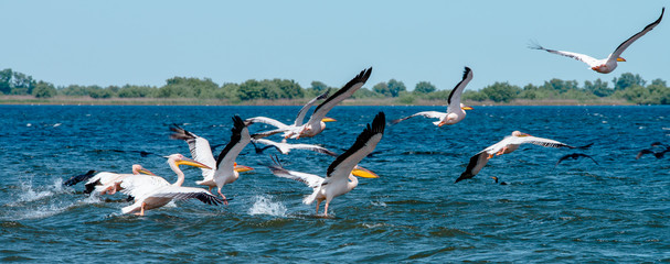 Romania, Danube Delta: Pelikane - obrazy, fototapety, plakaty