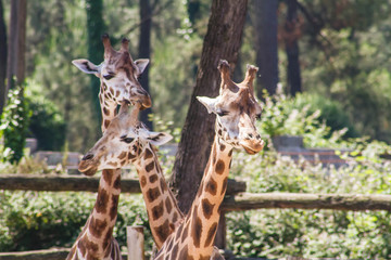 girafes