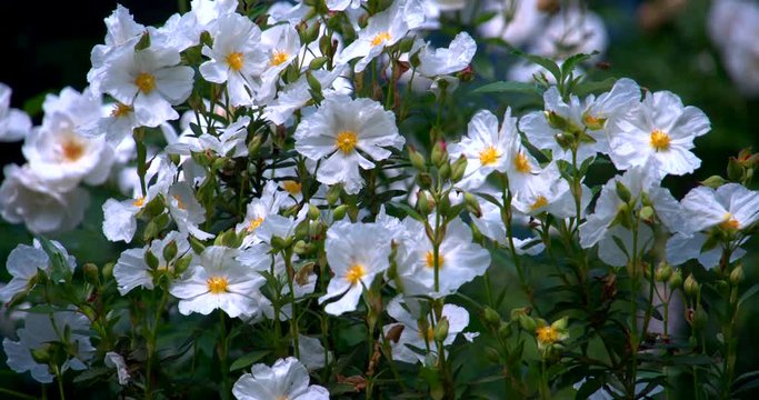 Flowers motion filmed in super slowmotion, white flower. Filmed in 120fps Cinema 4K DCI RAW with sony fs700+external recorder