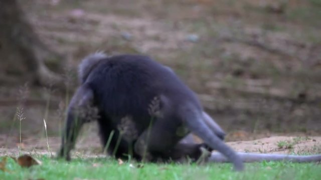 Dusky Leaf Monkeys (Trachypithecus obscurus) Playing on the Ground at Angthong National Marine Park in Thailand