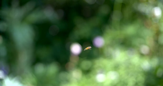 Wasp filmed in super slowmotion, garden. Filmed in 120fps Cinema 4K DCI RAW with sony fs700+external recorder