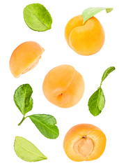 apricots with leaves flying in the air isolated on white with clipping path