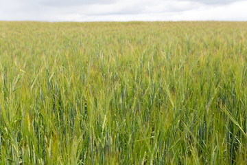 Green rye field against bright blue sky