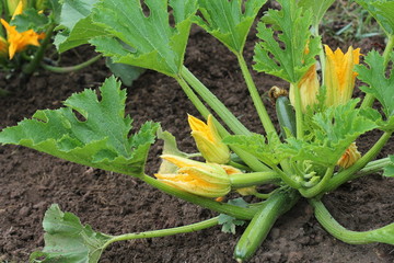 Zucchini plants in blossom on the garden bed