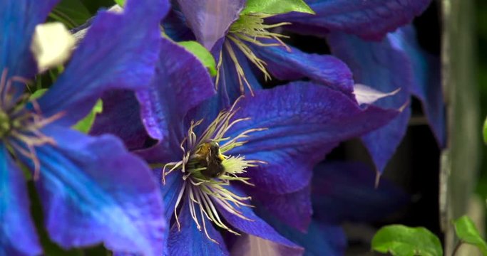 Bee filmed in super slowmotion, purple flower. Filmed in 120fps Cinema 4K DCI RAW with sony fs700+external recorder