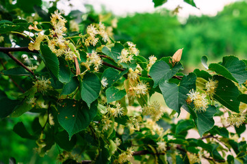 Fototapeta premium Beautiful flower on the tree.
