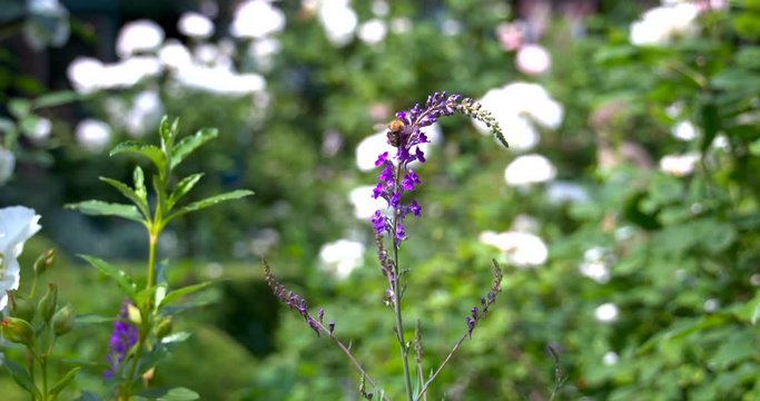 Bee filmed in super slowmotion, purple flower. Filmed in 120fps Cinema 4K DCI RAW with sony fs700+external recorder
