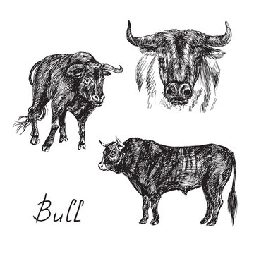 Black bull set, hand drawn ink doodle, sketch, vector black and white illustration