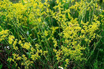 Green grass and yellow flowers.