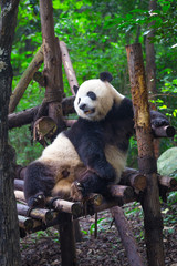Giant Panda lying down on wood in Chengdu during day , Sichuan Province, China