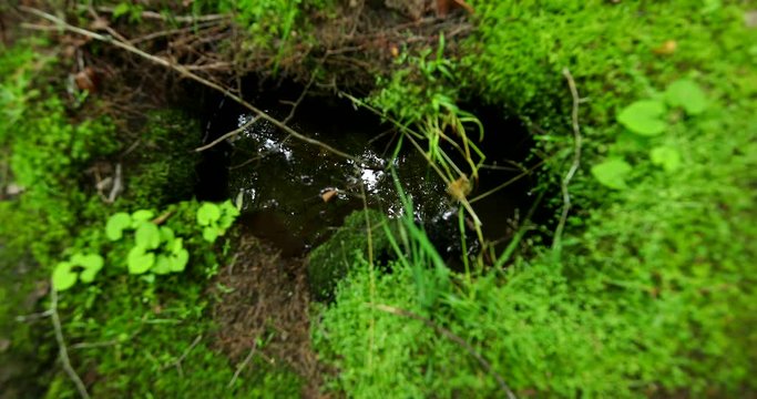 Puddle of rainwater in a forest with the reflection of the trees and the sky