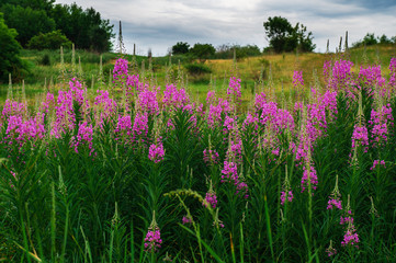 Obraz premium Beautiful landscape in the summer