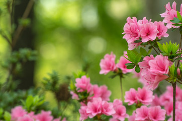 ピンク色のツツジ