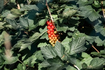 Trauben mit Blätter