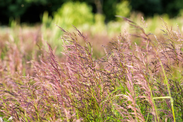 Red Bunting on the field