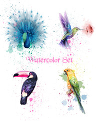 Watercolor birds set Vector. Peacock, parrot, humming bird © castecodesign