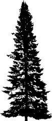 fir high straight tree silhouette black illustration