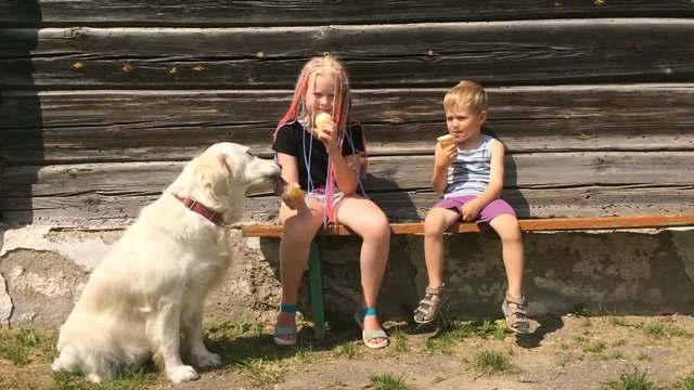 happy life of pets. funny video - beautiful golden retriever and children eating ice cream in the garden - handheld shoot