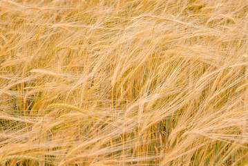 Ripe golden ears of wheat