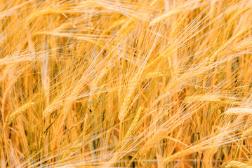 Ripe golden ears of wheat