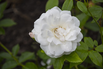 Rose flower closeup. Shallow depth of field. Spring flower of white rose.