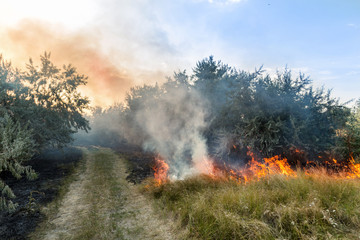 Forest wildfire. Burning field of dry grass and trees. Heavy smoke against blue sky. Wild fire due to hot windy weather in summer. Road to escape from disaster. Rescue way concept