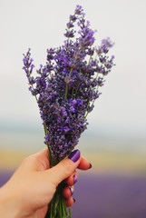 Bouquet of lavender in female hand