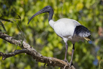 Australian white ibis / black-headed ibis perched on a tree branch. Threskiornis molucca. 