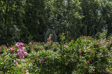 ogród park  © wedrownik52