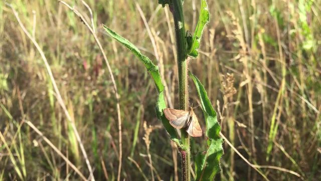 Schmetterling an Pflanze im Wind